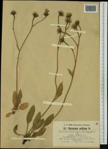 Hieracium pellitum subsp. pseudolanatum (Arv.-Touv.) Zahn, Западная Европа (EUR) (Франция)
