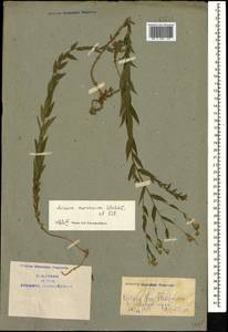 Лен жилковатый Waldst. & Kit., Кавказ, Азербайджан (K6) (Азербайджан)