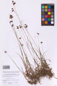 Ожика многоцветковая (Ehrh.) Lej., Восточная Европа, Московская область и Москва (E4a) (Россия)