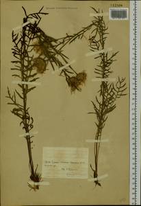 Klasea centauroides subsp. centauroides, Сибирь, Прибайкалье и Забайкалье (S4) (Россия)