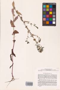 Crepidiastrum sonchifolium subsp. sonchifolium, Сибирь, Дальний Восток (S6) (Россия)