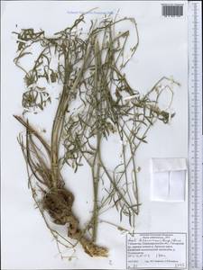 Жабрица леманновская (Bunge) Boiss., Средняя Азия и Казахстан, Памир и Памиро-Алай (M2) (Узбекистан)