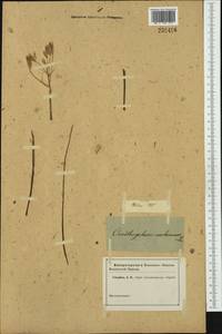 Ornithogalum narbonense L. , nom. cons., Западная Европа (EUR) (Неизвестно)