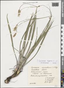 Pseudopodospermum hispanicum subsp. hispanicum, Восточная Европа, Средневолжский район (E8) (Россия)