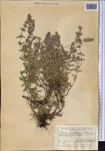 Thymus pannonicus All., Средняя Азия и Казахстан, Муюнкумы, Прибалхашье и Бетпак-Дала (M9) (Казахстан)