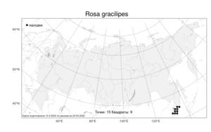 Rosa gracilipes, Шиповник колючейший, Шиповник бедренцелистный L., Атлас флоры России (FLORUS) (Россия)