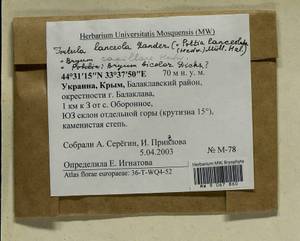 Gemmabryum dichotomum (Hedw.) J.R. Spence & H.P. Ramsay, Гербарий мохообразных, Мхи - Крым (B3a) (Россия)