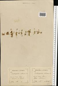 Ceratocephala orthoceras DC., Восточная Европа, Центральный лесостепной район (E6) (Россия)