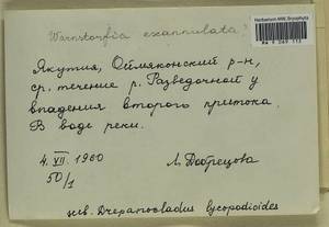 Sarmentypnum exannulatum (Schimp.) Hedenäs, Гербарий мохообразных, Мхи - Якутия (B19) (Россия)