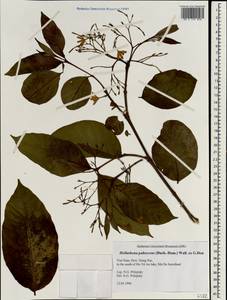 Holarrhena pubescens (Buch.-Ham.) Wall. ex G.Don, Зарубежная Азия (ASIA) (Вьетнам)