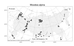Woodsia alpina, Вудсия альпийская (Bolton) Gray, Атлас флоры России (FLORUS) (Россия)