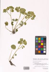 Селезеночник очереднолистный L., Восточная Европа, Центральный лесостепной район (E6) (Россия)