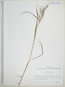 Echinochloa crus-galli subsp. crus-galli, Сибирь, Дальний Восток (S6) (Россия)