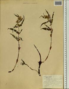 Спорыш, Сибирь, Дальний Восток (S6) (Россия)