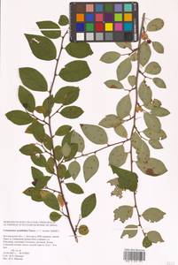 Кизильник остролистный Turcz., Восточная Европа, Центральный лесостепной район (E6) (Россия)