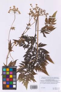 Бутень золотистый L., Восточная Европа, Московская область и Москва (E4a) (Россия)