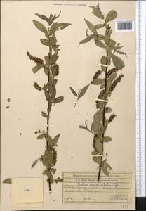 Ива белая, Ветла L., Средняя Азия и Казахстан, Западный Тянь-Шань и Каратау (M3) (Казахстан)