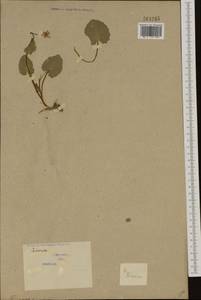 Чистяк калужницелистный Rchb., Западная Европа (EUR) (Сербия)