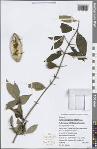 Ceriscoides glabra B.H.Quang, N.T.Cuong, T.D.Binh & Nuraliev, Зарубежная Азия (ASIA) (Вьетнам)