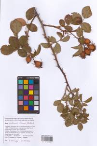 Шиповник бальзамический Besser, Восточная Европа, Южно-Украинский район (E12) (Украина)