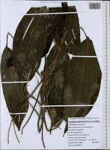Aspidistra brachystyla Aver. & Tillich, Зарубежная Азия (ASIA) (Вьетнам)
