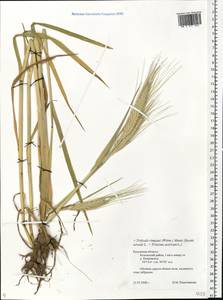 × Triticosecale rimpaui (M.Graebn.) Wittm. ex A.W.Hill, Восточная Европа, Центральный район (E4) (Россия)