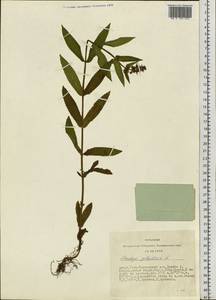 Чистец болотный L., Сибирь, Алтай и Саяны (S2) (Россия)