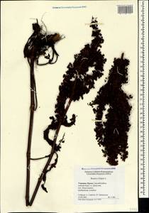 Щавель курчавый L., Крым (KRYM) (Россия)