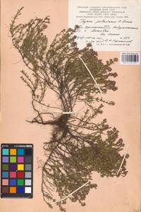 MHA 0 157 377, Тимьян Палласа, Чабрец Палласа Heinr.Braun, Восточная Европа, Центральный лесостепной район (E6) (Россия)