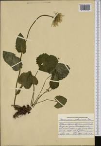 Doronicum columnae Ten., Западная Европа (EUR) (Болгария)