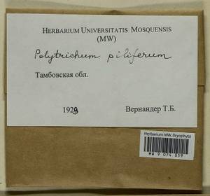 Polytrichum piliferum Hedw., Гербарий мохообразных, Мхи - Центральное Черноземье (B10) (Россия)