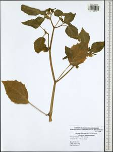 Physalis philadelphica subsp. ixocarpa (Brot. ex Hornem.) Sobr.-Vesp. & Sanz-Elorza, Восточная Европа, Центральный район (E4) (Россия)