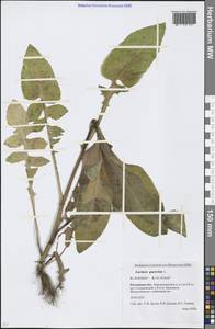 Латук дубравный L., Восточная Европа, Ростовская область (E12a) (Россия)