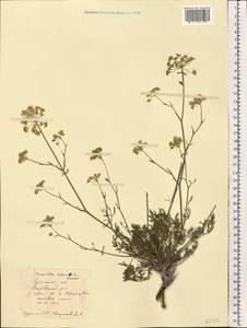 Бедренец известколюбивый Vill., Восточная Европа, Северо-Украинский район (E11) (Украина)