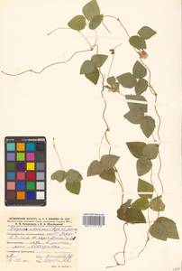 Амфикарпея Эджворта Benth., Сибирь, Дальний Восток (S6) (Россия)