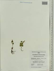 Гроздовник полулунный, Ключ-трава (L.) Sw., Восточная Европа, Северный район (E1) (Россия)