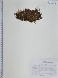 Тонколистник Райта Bosch, Сибирь, Дальний Восток (S6) (Россия)