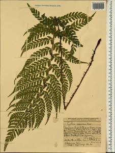 Cyathea manniana Hook., Африка (AFR) (Эфиопия)