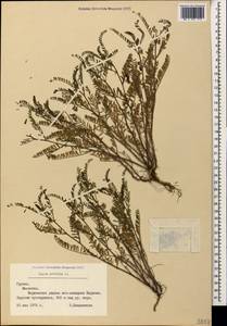 Горошек чечевицеобразный (L.)Willd., Кавказ, Грузия (K4) (Грузия)