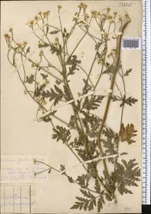 Tanacetum partheniifolium (Willd.) Sch. Bip., Средняя Азия и Казахстан, Копетдаг, Бадхыз, Малый и Большой Балхан (M1) (Туркмения)