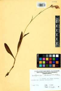 Пальчатокоренник Фукса (Druce) Soó, Сибирь, Прибайкалье и Забайкалье (S4) (Россия)