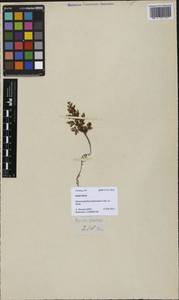 Hymenophyllum fimbriatum J. Sm., Зарубежная Азия (ASIA) (Филиппины)