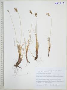 Anthoxanthum monticola (Bigelow) Veldkamp, Сибирь, Дальний Восток (S6) (Россия)