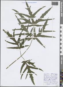 Heracleum sphondylium subsp. sibiricum (L.) Simonk., Восточная Европа, Московская область и Москва (E4a) (Россия)