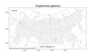 Cryptomeria japonica, Криптомерия японская (Thunb. ex L. f.) D. Don, Атлас флоры России (FLORUS) (Россия)