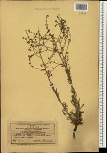 Липучка бородчатая (M.Bieb.) Menyh., Кавказ, Азербайджан (K6) (Азербайджан)