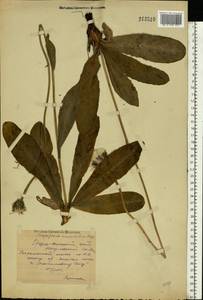 Trommsdorffia maculata (L.) Bernh., Восточная Европа, Средневолжский район (E8) (Россия)