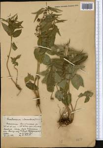 Vincetoxicum fuscatum subsp. fuscatum, Средняя Азия и Казахстан, Северный и Центральный Казахстан (M10) (Казахстан)