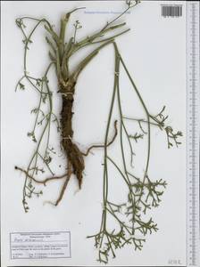 Жабрица извилистая L., Западная Европа (EUR) (Греция)