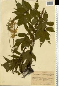 Таволга вязолистная (L.) Maxim., Восточная Европа, Западно-Украинский район (E13) (Украина)